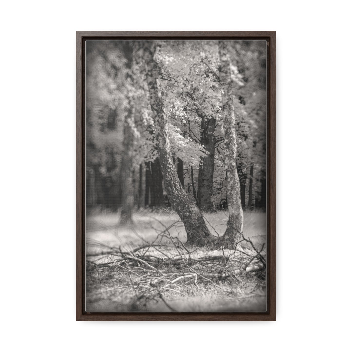 Canvas Wrap - Birch Forest Infrared Photography Fine Art