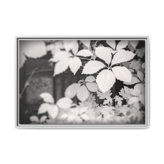 Infrared photography vegetal world Fine Art Canvas Wrap