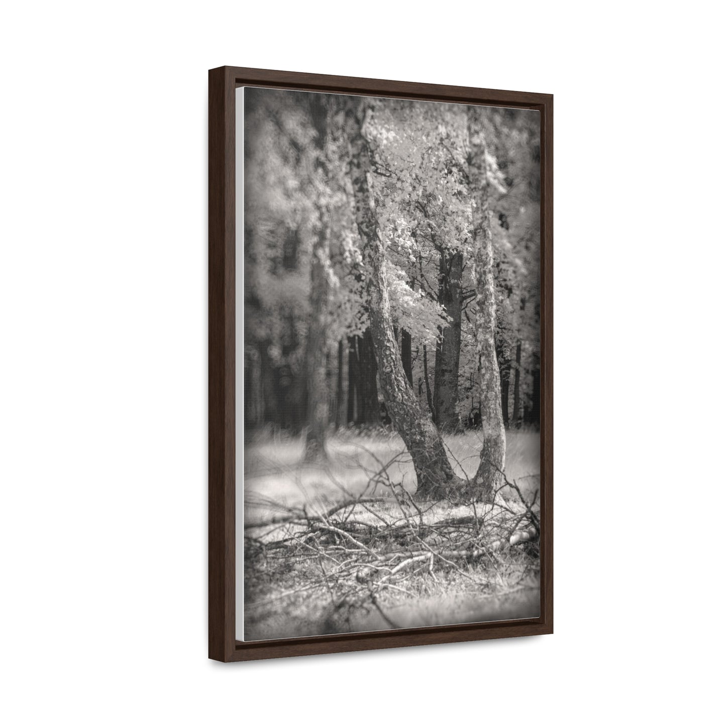 Canvas Wrap - Birch Forest Infrared Photography Fine Art