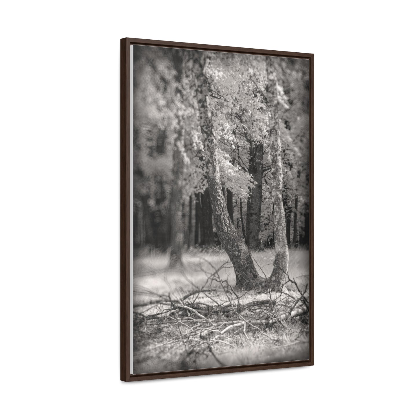 Canvas Wrap - Birch Forest Infrared Photography Fine Art