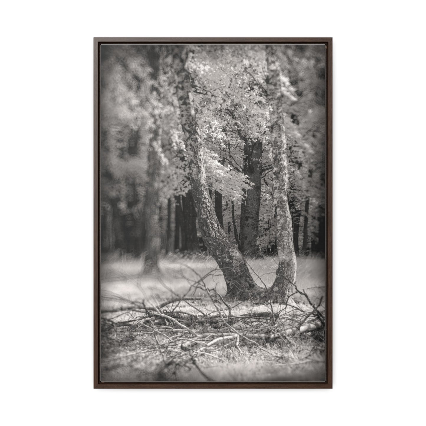 Canvas Wrap - Birch Forest Infrared Photography Fine Art